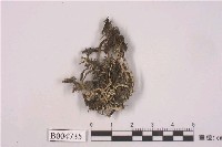 藏品(石蕊屬)的圖片